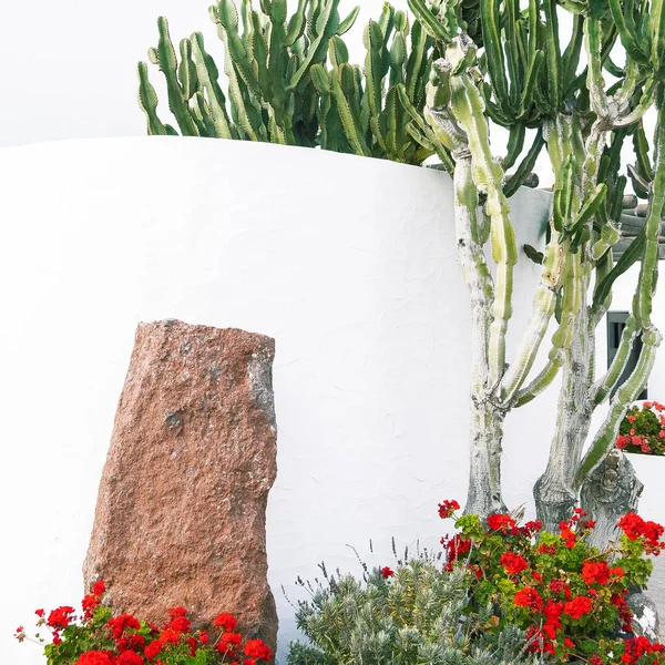Cactus Sobre Fondo Blanco Pared Ubicación Con Estilo Tropical Viajes —  Fotos de Stock