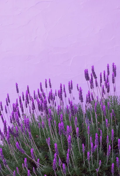 Lavanda Flores Papel Parede Roxo Muito Peri Estética Bio Eco — Fotografia de Stock