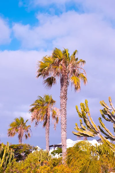 Schöne Tropische Aussicht Palme Und Kaktus Reisekonzept Kanarische Insel Lanzarote — Stockfoto