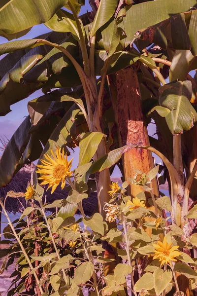 Статильні Літні Шпалери Тропічна Долоня Квіти Канарський Острів — стокове фото