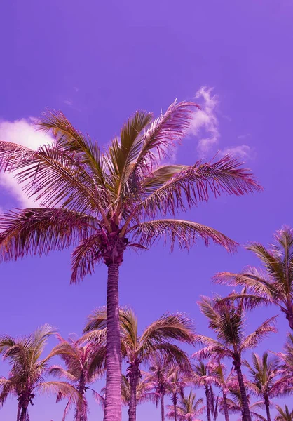 Elegante Posizione Tropicale Colori Palma Molto Peri Concetto Viaggio — Foto Stock