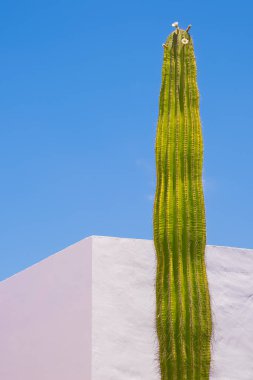 Estetik duvar kağıdı. Kaktüs. Kanarya Adası