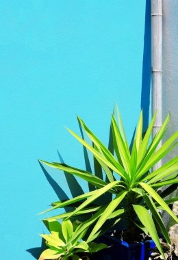 Aloe mavi duvarın arkasında. Zarif minimalist bitki duvar kağıtları