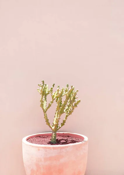 Cacti Pots Minimal Floral Botanical Aesthetic Wallpaper Beige Colours Trends — Stock Photo, Image