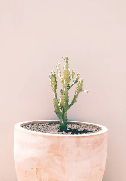 Cacti Vasos Livre Papel Parede Botânico Estético Floral Mínimo Tendências — Fotografia de Stock