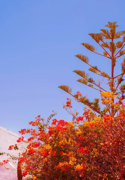 Adorável Flor Flores Árvore Fundo Papéis Parede Estética Natureza Vegetal — Fotografia de Stock