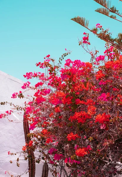Krásné Kvetoucí Květiny Strom Pozadí Estetické Rostlinné Tapety — Stock fotografie
