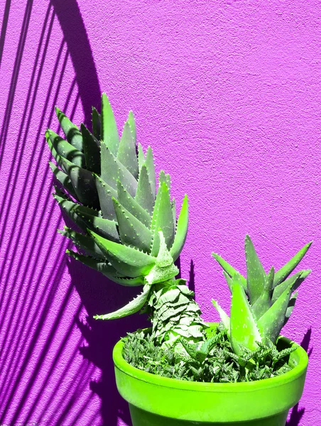 Креативне Алое Фіолетовому Фоні Стіни Сонячним Світлом Sha — стокове фото