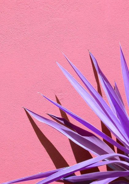 Creative Aloe Pink Wall Background Sunlight Shadows Stylish Minimalist Design — Stock Photo, Image