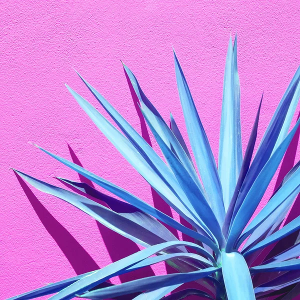 Aloe Créatif Sur Fond Mural Violet Avec Des Ombres Lumière — Photo