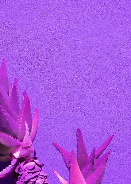 Aloe Creativo Contra Fondo Pared Violeta Fondos Pantalla Diseño Minimalista —  Fotos de Stock