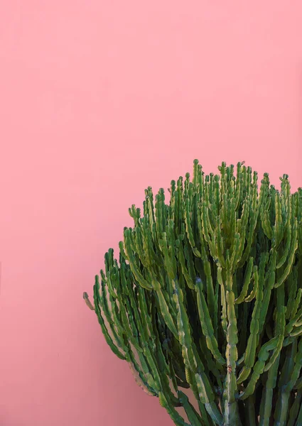 Cactus Roze Muur Tropische Achtergrond Esthetische Plant Canarische Eilanden — Stockfoto