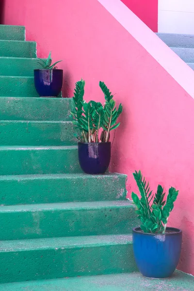 Pflanzen Auf Rosa Modekonzept Mini Palme Auf Rosa Wandhintergrund Kanarische — Stockfoto