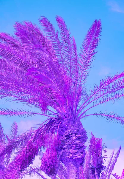 紫罗兰棕榈树 最小的植物美学墙纸 非常好的趋势 — 图库照片