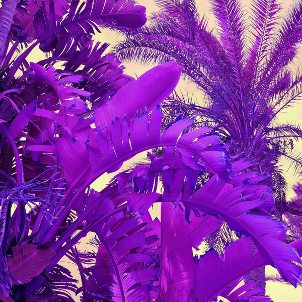Yaratıcı Palmiye Ağacı Geçmişi Minimum Çiçekli Botanik Estetik Duvar Kâğıdı — Stok fotoğraf