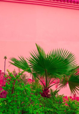 Pembe minimalist konseptte bitkiler. Pembe duvar zemininde tropik avuç içi