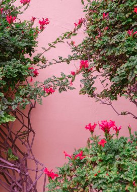 Pembe duvar arka planında tropik çiçekler. Doğa aşığı estetik duvar kağıtları