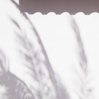 Palmiye ağacının beyaz arka planında güneş ışığı gölgeleri. Doğa estetik minimalist kavram.