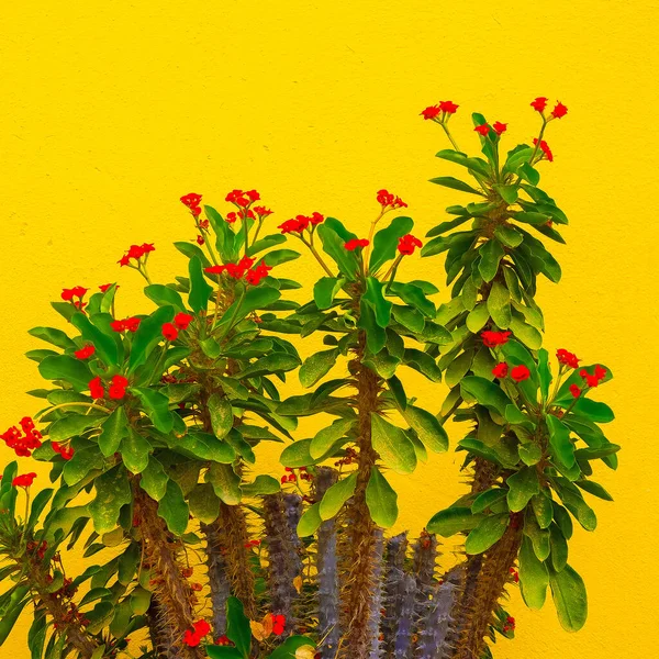 Planta Tropical Contra Fondo Amarillo Pared Naturaleza Amante Estética —  Fotos de Stock