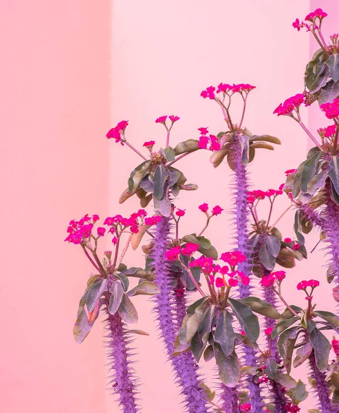 Piante Concetto Minimalista Rosa Fiori Tropicali Sfondo Rosa Parete — Foto Stock