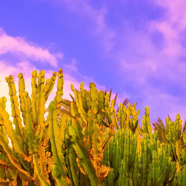 Cactus Árvore Céu Localização Tropical Conceito Viagem Ilha Das Canárias — Fotografia de Stock