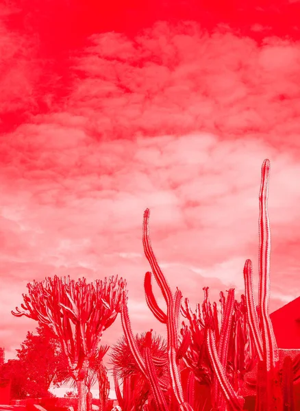 Stijlvolle Minimale Surrealistische Tropische Rode Locatie Cactus Lucht Achtergrond Canarische — Stockfoto