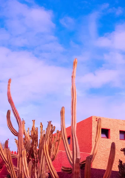 Stilvolle Minimale Tropische Lage Kaktus Und Architektur Kanarische Inseln Ästhetische — Stockfoto
