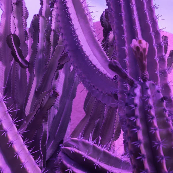 Purple Creativo Cactus Mínima Estética Botánica Floral Colores Muy Pery — Foto de Stock