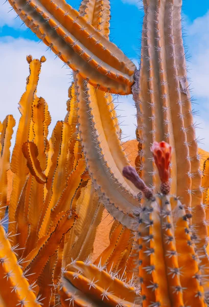 Cactus Estética Botánica Floral Mínima Papel Pintado Naturaleza Moda Viajes — Foto de Stock