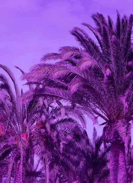 Ubicación Tropical Con Estilo Viaje Isla Canaria Colores Moda Muy — Foto de Stock