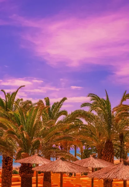 Localização Tropical Elegante Palma Oceano Ilha Canária Conceito Viagem — Fotografia de Stock