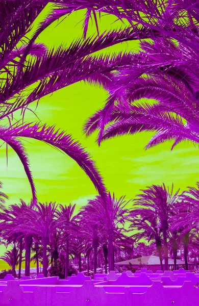 Elegante Posizione Tropicale Surreale Palmo Cielo Isola Delle Canarie Tendenze — Foto Stock