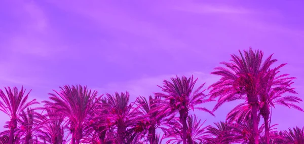 热带时尚的位置 棕榈视图 加那利岛色彩艳丽的潮流旅行理念 — 图库照片