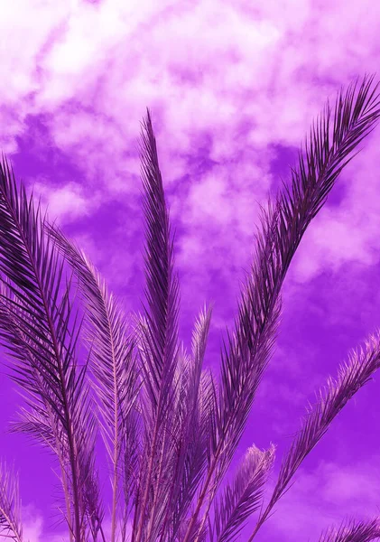 Elegante Ubicación Mínima Surrealista Violeta Tropical Tendencias Fondo Palma Cielo Fotos De Stock