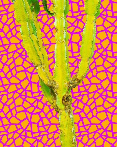 Arte Contemporáneo Collage Mínimo Mezcla Fotos Textura Cactus Minimalista Elegante — Foto de Stock