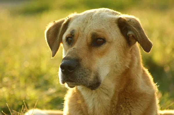 Gyllene herrelös hund Stockfoto