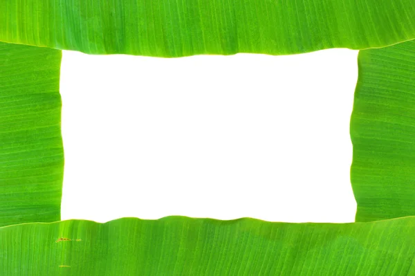 Banana leaf — стокове фото