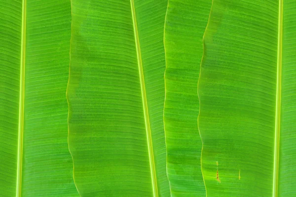 Banana leaf — Stockfoto