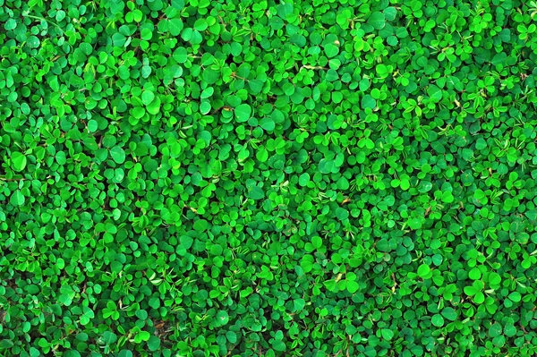 Fond abstrait de feuilles vertes — Photo