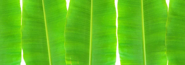 Banana leaf — Stockfoto