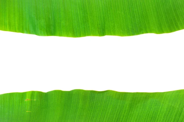 Hoja de plátano — Foto de Stock