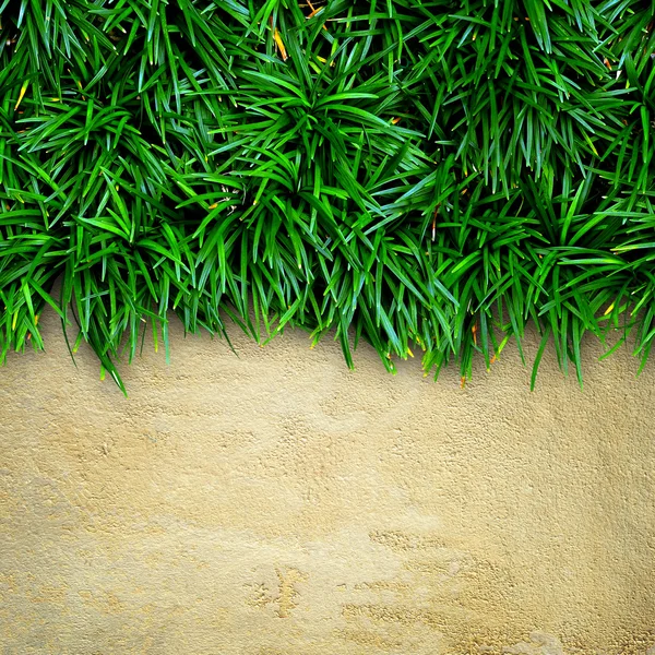 Erba e sfondo concreto . — Foto Stock