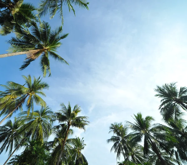 Palmera contra el cielo azul — Foto de Stock