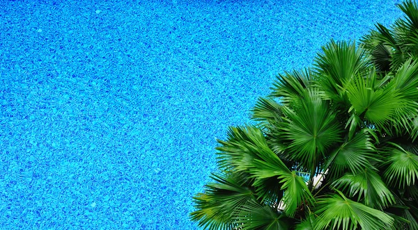 从顶部的游泳池和棕榈树 — 图库照片