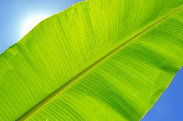 Feuille de banane contre ciel bleu — Photo