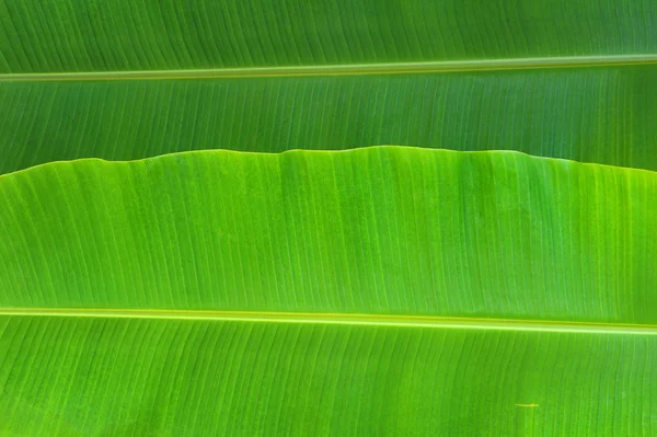 バナナの葉 — ストック写真