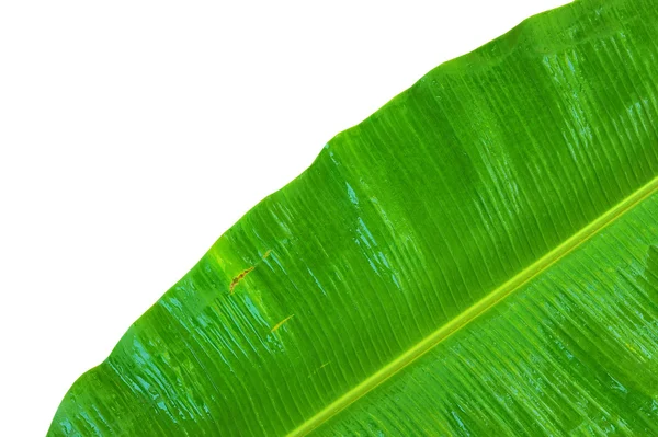 Banana leaf — Stockfoto