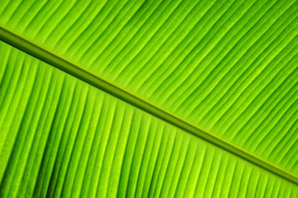 Banana leaf — Stockfoto