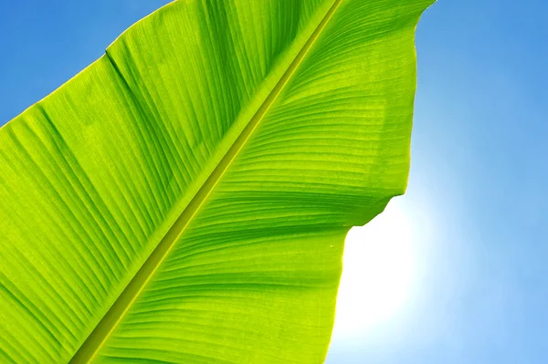 Banana leaf against blue sky — Stock Photo, Image