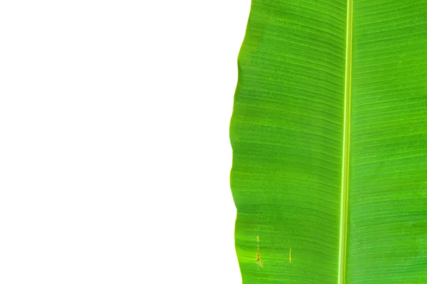 Banana leaf — стокове фото
